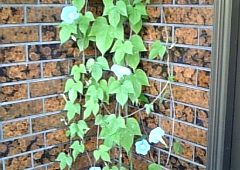 アサガオの写真