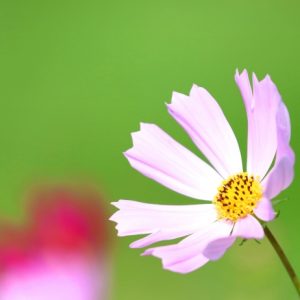 自然妊娠できるカップルの精子検査中央値は、不妊基準値よりはるかに高い