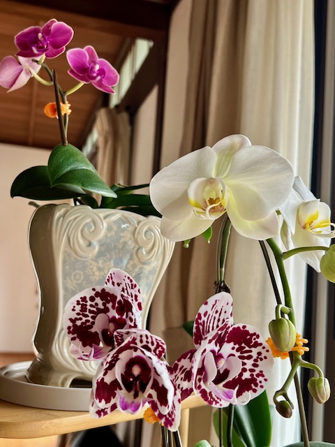 【妊娠＆出産報告】体調不良が改善したところ、続けて二人の子宝に！