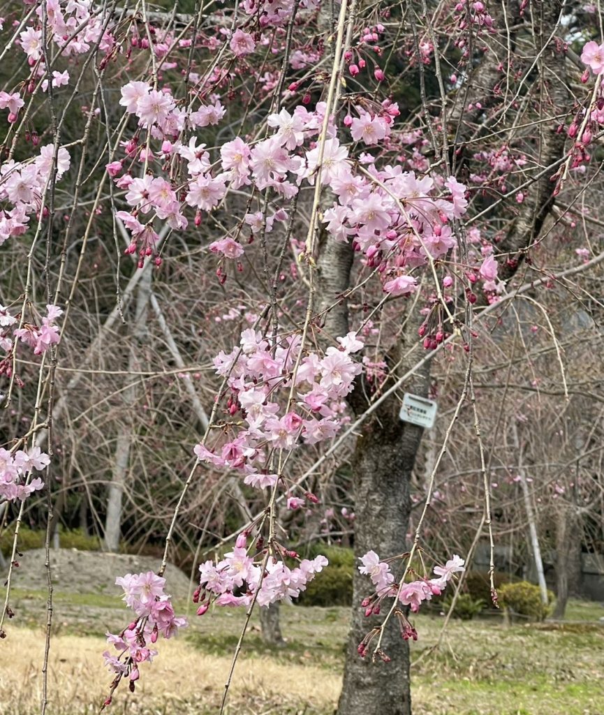 【妊娠報告】弱かった胃腸が改善し、自力で排卵できるようになったころに妊娠