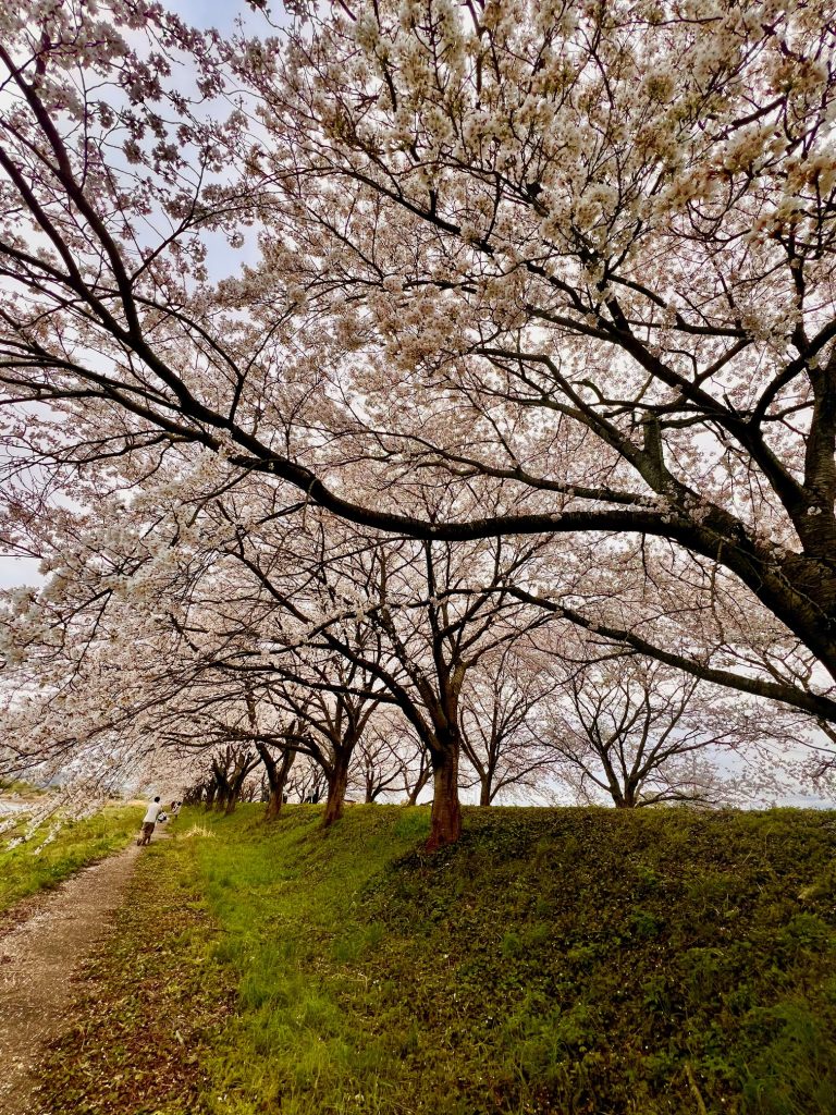 【妊娠＆出産報告】妊娠しにくい卵巣と告げられて…体質改善の中で二人を授かりました