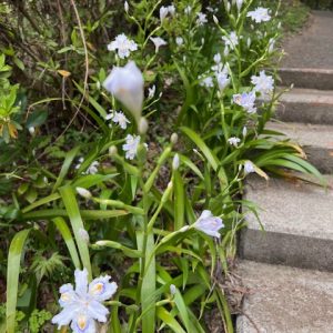 【妊娠＆出産報告】複数の子宮筋腫、多嚢胞性卵巣を乗り越え１０年目に妊娠